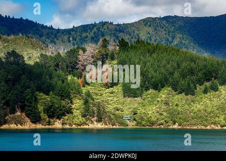 Le colline pesantemente boscose del Marlborough suonano sullo stretto di Cook nell'Isola del Sud, Nuova Zelanda. Foto Stock