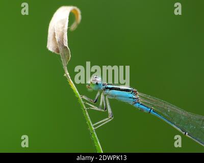 La libellula cerca il cibo ogni giorno Foto Stock