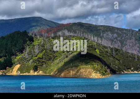 Le colline pesantemente boscose del Marlborough suonano sullo stretto di Cook nell'Isola del Sud, Nuova Zelanda. Foto Stock