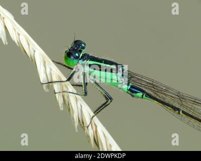 La libellula cerca il cibo ogni giorno Foto Stock