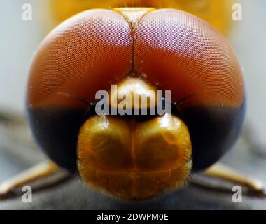 La libellula cerca il cibo ogni giorno Foto Stock
