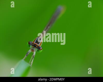La libellula cerca il cibo ogni giorno Foto Stock