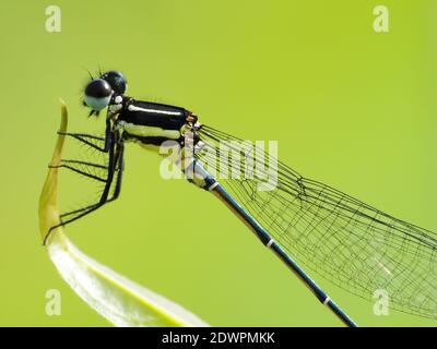 La libellula cerca il cibo ogni giorno Foto Stock