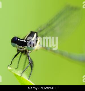 La libellula cerca il cibo ogni giorno Foto Stock