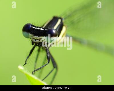 La libellula cerca il cibo ogni giorno Foto Stock