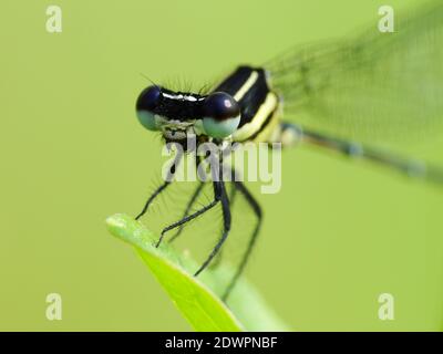 La libellula cerca il cibo ogni giorno Foto Stock