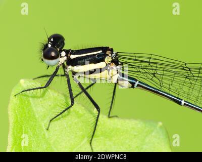La libellula cerca il cibo ogni giorno Foto Stock