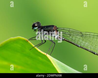La libellula cerca il cibo ogni giorno Foto Stock