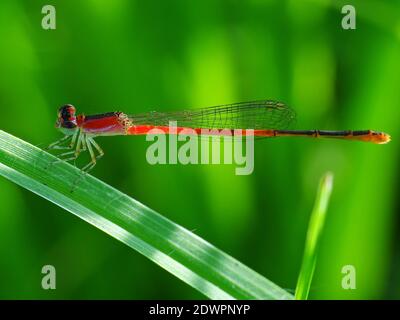 La libellula cerca il cibo ogni giorno Foto Stock
