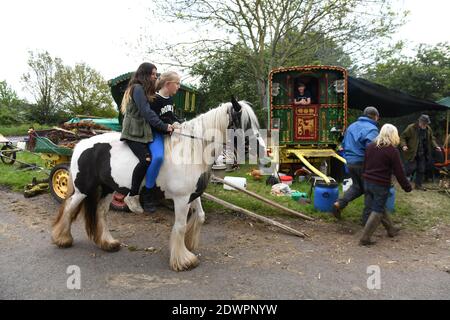 Giovane Romany ragazza cavallo COB Inghilterra Regno Unito Romany viaggiatori vicino Hinstock in Shropshire. Viaggiatori viaggiatori Gran Bretagna ragazze campo vagoni Foto Stock