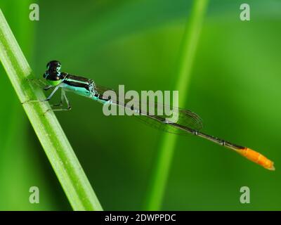 La libellula cerca il cibo ogni giorno Foto Stock