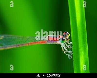 La libellula cerca il cibo ogni giorno Foto Stock