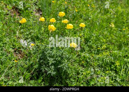 Trollblumen, Trollius europaeus Foto Stock