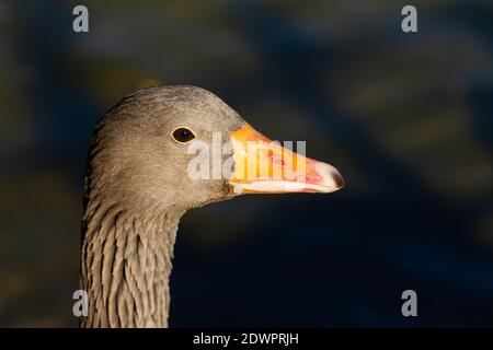 Un profilo di un'oca Greylag (Anser anser), uccello nel lago del parco Foto Stock