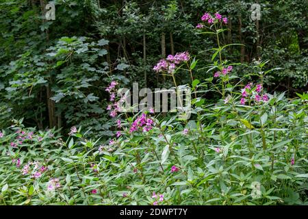 Drüsiges Springkraut Impatiens glandulifera Foto Stock