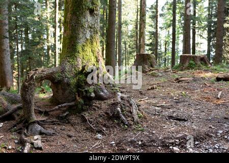 Wald, Baumwurzeln Foto Stock