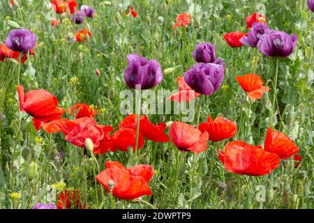 Waldviertler Graumohn und Klatschmohn Blüten Foto Stock