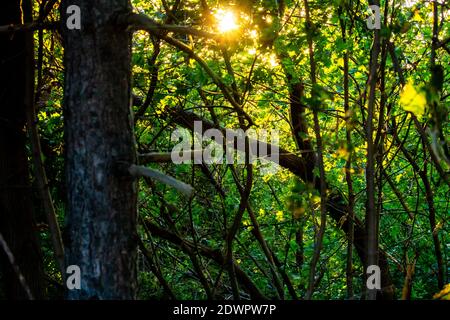 Sun attraverso gli alberi Foto Stock