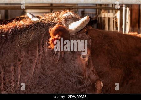 primo piano della testa di una mucca di colore marrone riccio pelliccia e ciglia lunghe Foto Stock