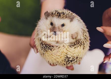 Una bella giovane pigmina africana hedgehog guardando macchina fotografica sul proprietario mano Foto Stock