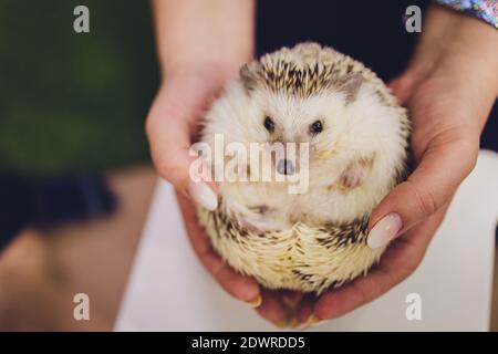 Una bella giovane pigmina africana hedgehog guardando macchina fotografica sul proprietario mano Foto Stock