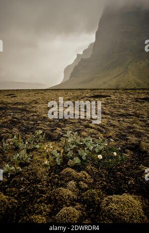 White Mountain Avens 'Dryas octopetala' e rocce coperte di muschio Il paesaggio glaciale della pianura esterna dell'Islanda meridionale - Islanda paesaggio muschio di flora Foto Stock