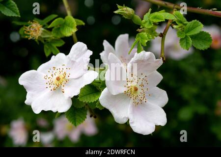 Hagebutte Blüte, Rosa canina Foto Stock