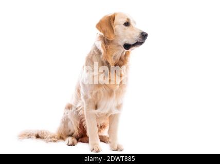 Golden Retriever cane seduta guardando lateralmente isolato su sfondo bianco Foto Stock