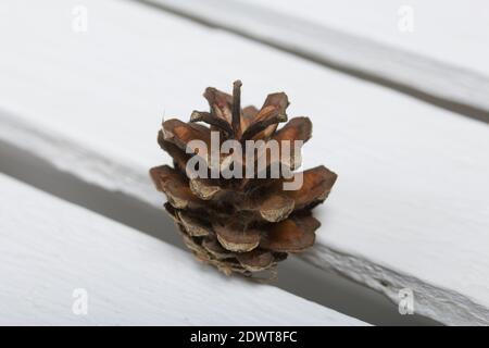 Cono di pino. Su tavole di pino bianche. Primo piano. Foto Stock