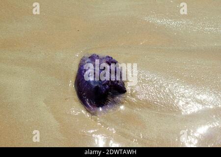 Meduse viola si sono arenate sulla spiaggia di Goa Foto Stock