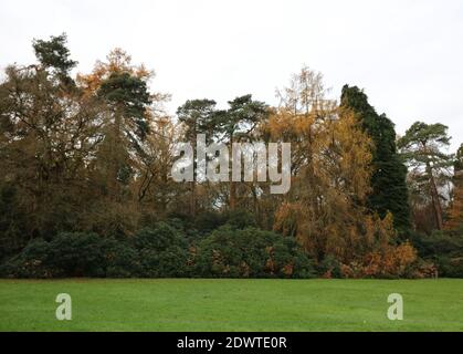 Scena autunnale che mostra foglie di albero ingiallenti, cespugli e erba con copyspace Foto Stock