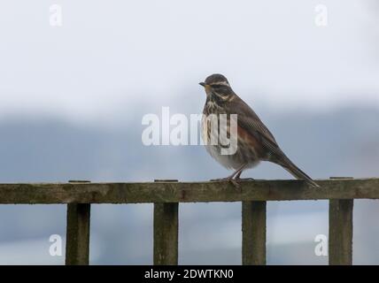 Uccello migrante del Regno Unito nella neve d'inverno, redwing, turdus iliacus in piedi sulla cima del trellis di giardino di legno sulla giornata grigia d'inverno guardando a sinistra dalla macchina fotografica. Foto Stock
