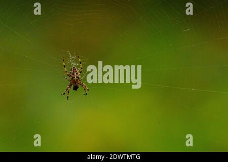 Il ragno croce al centro del cobweb ha finito di tessere una rete di seta e ora sta aspettando un insetto per sneak nella rete Foto Stock