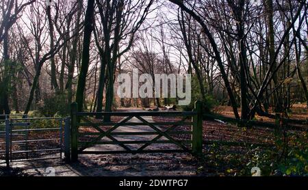 Inghilterra scenario boschivo autunnale che mostra alberi, cancello, percorso e barriera Foto Stock