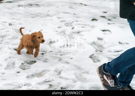 Il cucciolo Golden-Doodle di 12 settimane insegue un uomo nel neve Foto Stock