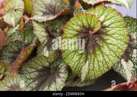 Foglie di Begonia "Rocheart" o di Rex Begonia "Rocheart" Foto Stock
