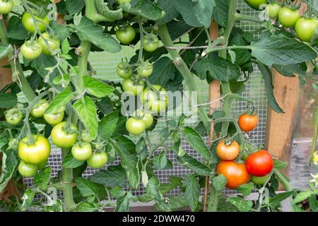 Reifende Tomaten, Paradeiser Foto Stock