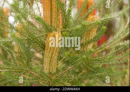 Banksia ericifolia, Banksia con foglie di calore, in fiore Foto Stock