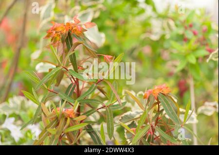 Euphorbia griffithii 'Mixter', spurge 'Mixter' Foto Stock