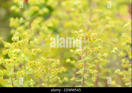 Euphorbia × martini 'Ascot Rainbow', lo sprite di Martin 'Ascot Rainbow' Foto Stock
