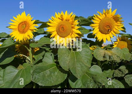 Sonnenblumen, Helianthus Foto Stock