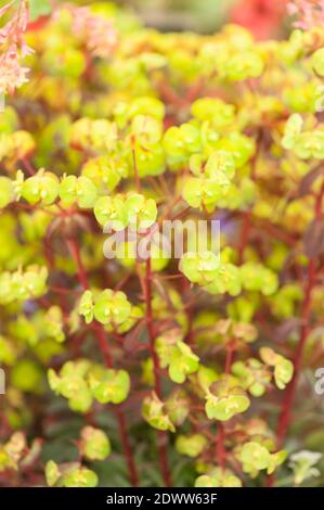 Euphorbia amigdaloides 'Rubra', Sprurge di legno Foto Stock