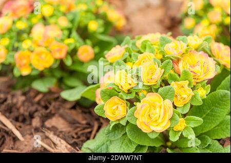 Primula Belarina ‘nettarine’ in fiore Foto Stock