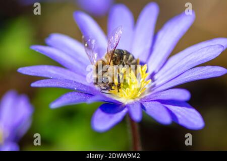 Macro di un'ape impollinante su un fiore di fiori di vento Foto Stock