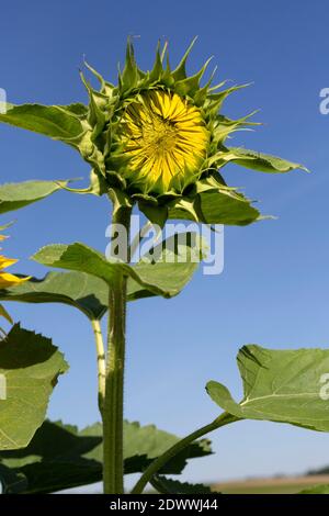 Aufblühende Sonnenblume Foto Stock