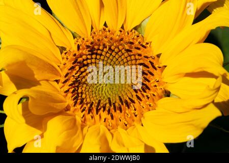 Sonnenblume, Helianthus Foto Stock