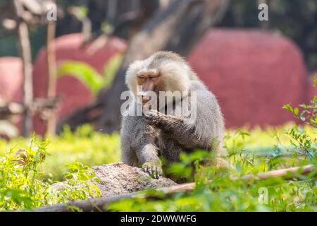 Un bambino di hamadryas maschile adulto seduto sulla roccia nel Parco Zoologico Nehru, Hyderabad, India. Foto Stock