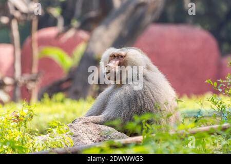 Un bambino di hamadryas maschile adulto seduto sulla roccia nel Parco Zoologico Nehru, Hyderabad, India. Foto Stock