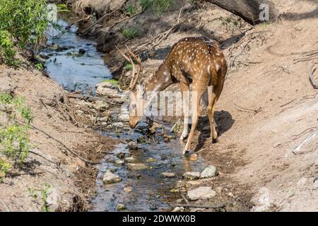 Un cervo macchiato bucks con acqua potabile di antler nel parco zoologico di Nehru, Hyderabad, India. Foto Stock