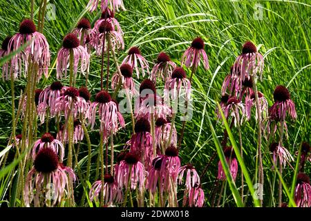 Echinacea pallida, giardino di fiori di conchiglia Foto Stock